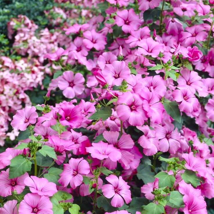 Lavatera Trimestis Silver Cup main product photo