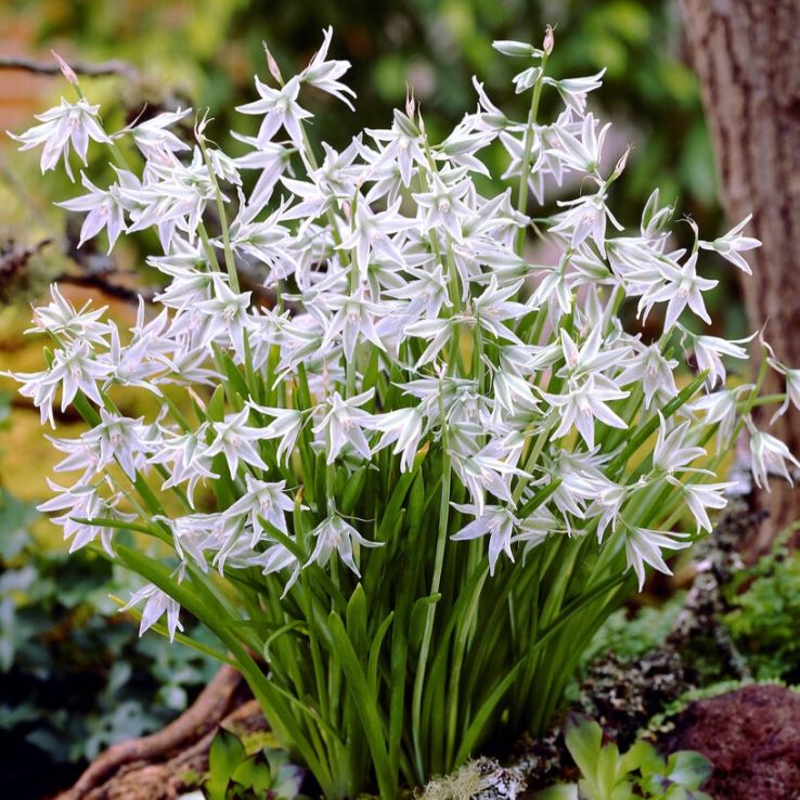 Ornithogalum Nutans - Star of Bethlehem - Pack of 12 Bulbs main product photo