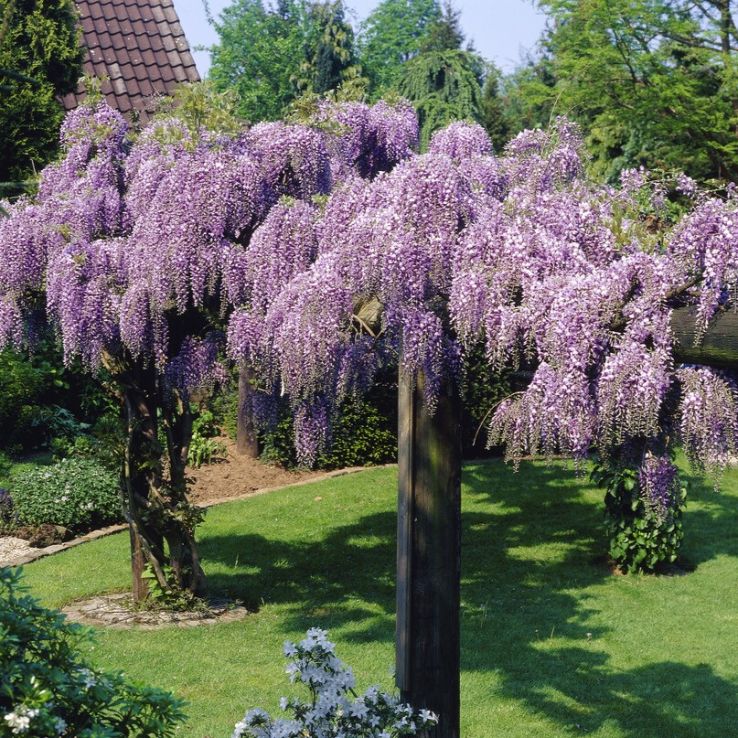 Wisteria floribunda Domino ('Issai') - Large Specimen Plant 6-7ft+