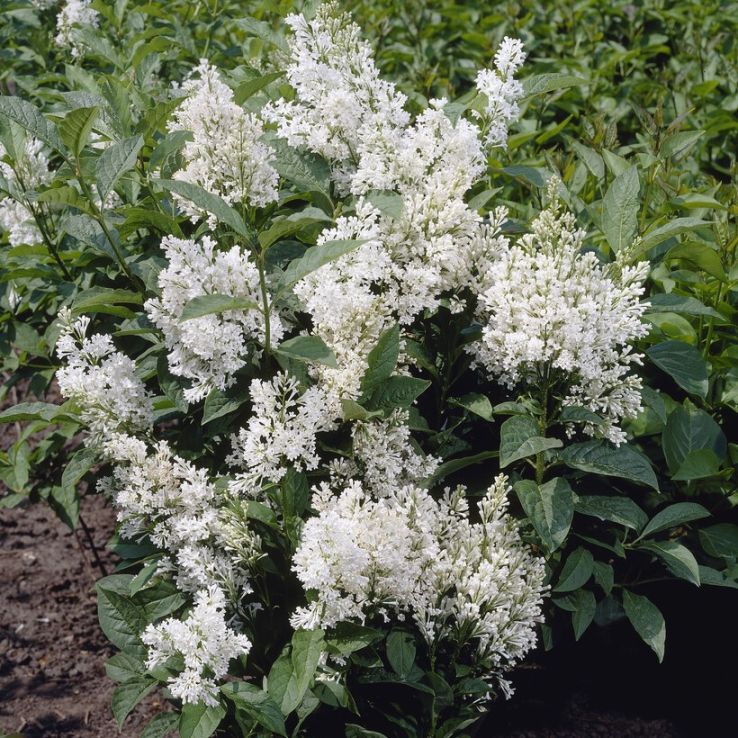 Ligustrum japonicum 'Texanum' - Japanese Privet main product photo