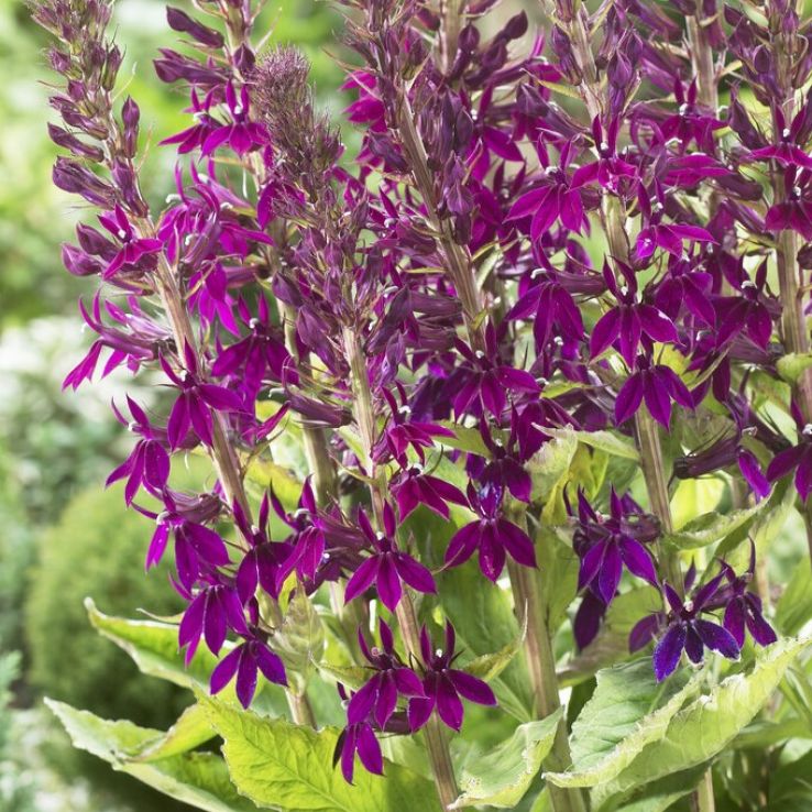 Lobelia speciosa 'Hadspen Purple' main product photo