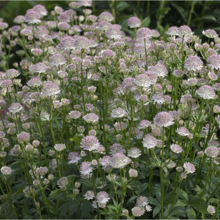 Astrantia major - Masterwort main product photo