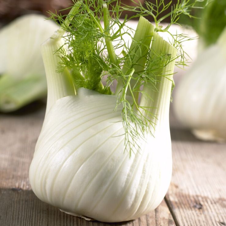 Fennel Plant Romanesco main product photo