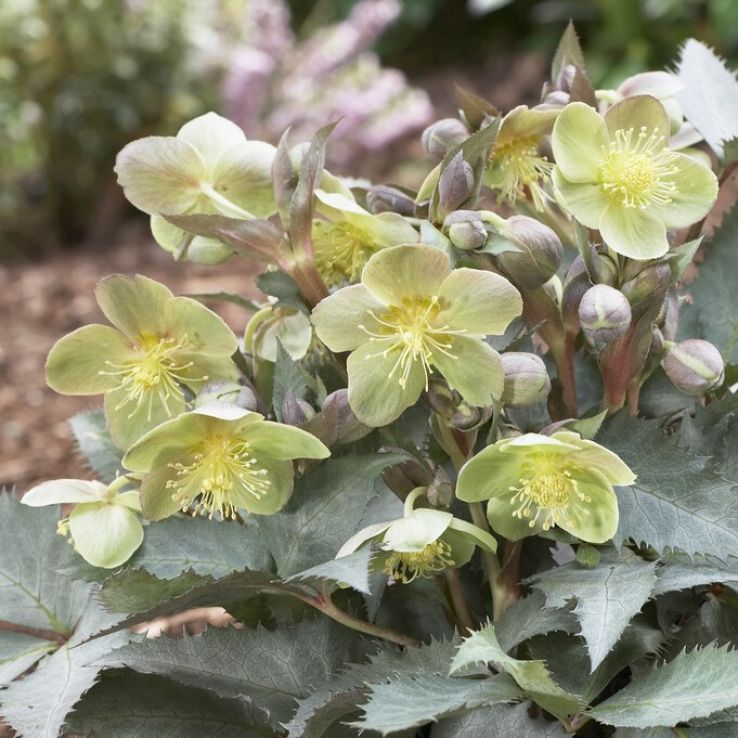 Helleborus sternii Silver Dollar main product photo
