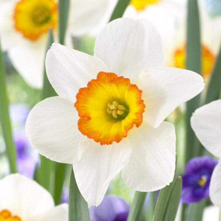 Narcissus Flower Record - Pack of 10 Bulbs main product photo