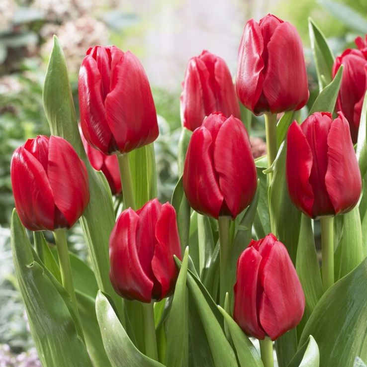 Tulip Unique de France - Pack of 6 main product photo