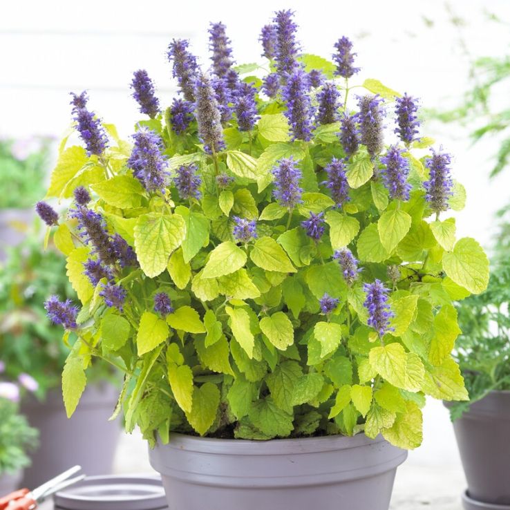 Agastache rugosa 'Golden Jubilee' - Korean Mint main product photo