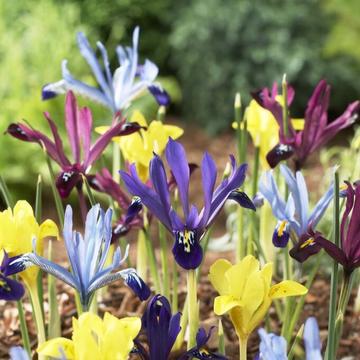 Iris Dwarf Reticulata Mixture - Pack of 30 main product photo