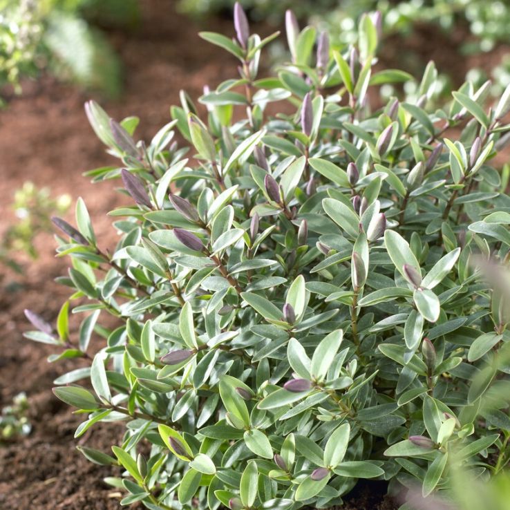 Hebe 'Pink Lady' - Veronica 'Pink Lady' main product photo