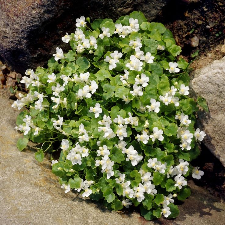 Cymbalaria pallida 'Alba' main product photo