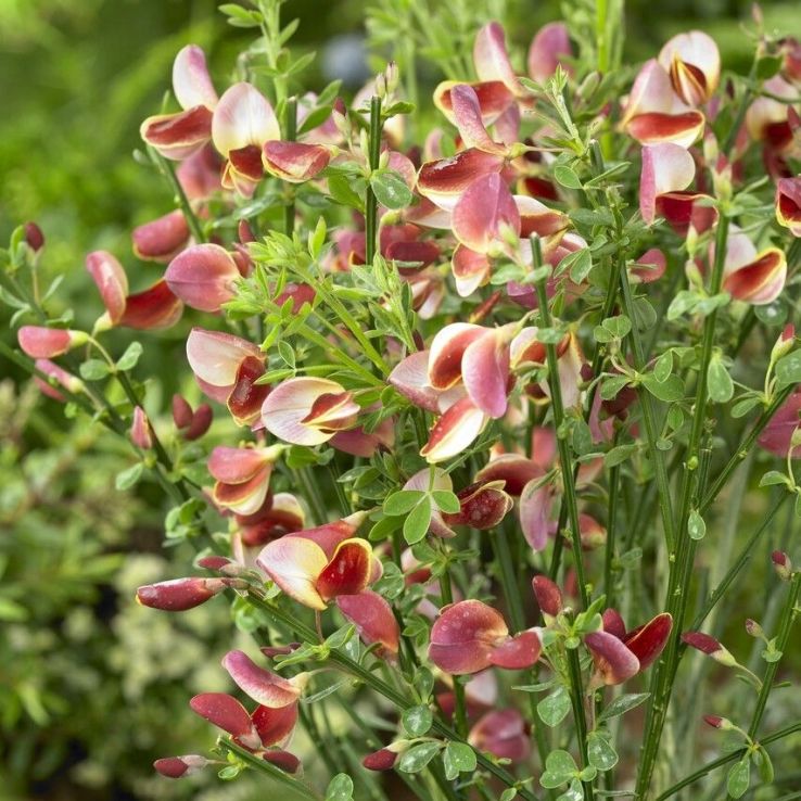 Cytisus scoparius Maria Burkwood main product photo