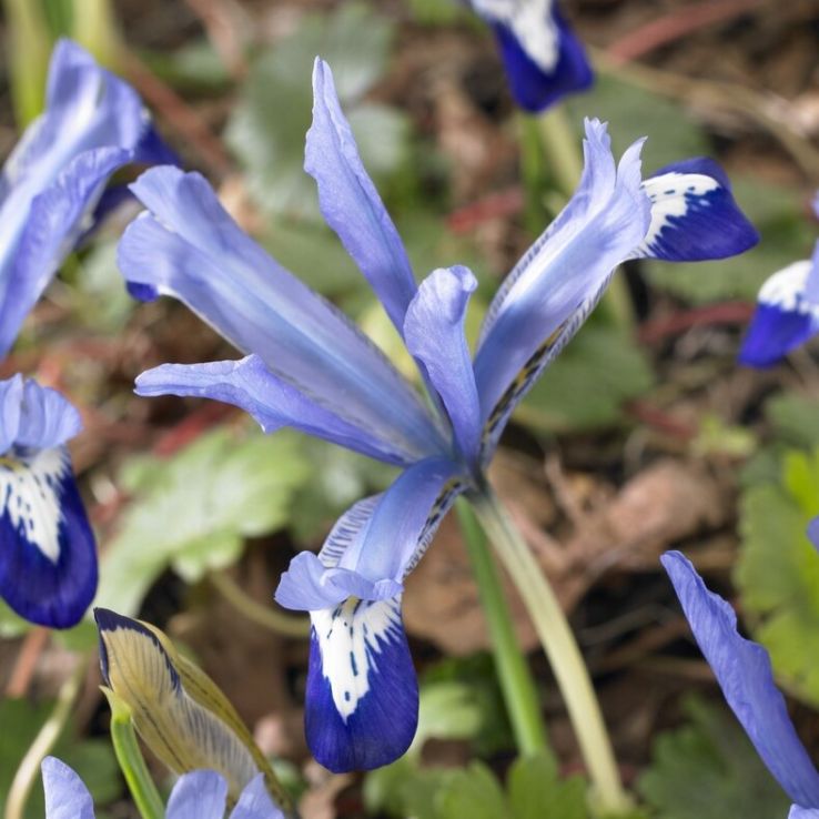 Iris reticulata Clairette - Pack of 10 Bulbs main product photo