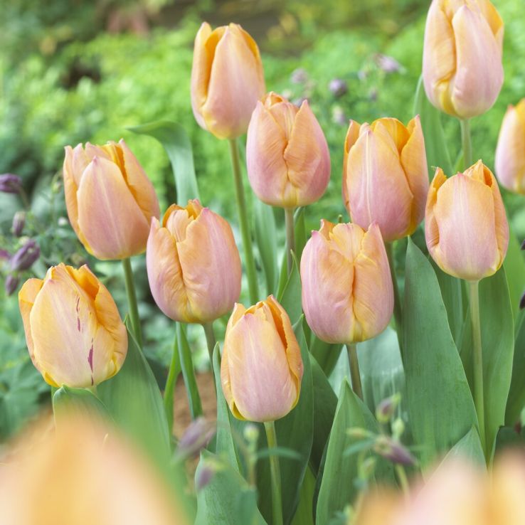 Tulipa Salmon Prince - Pack of 6 main product photo