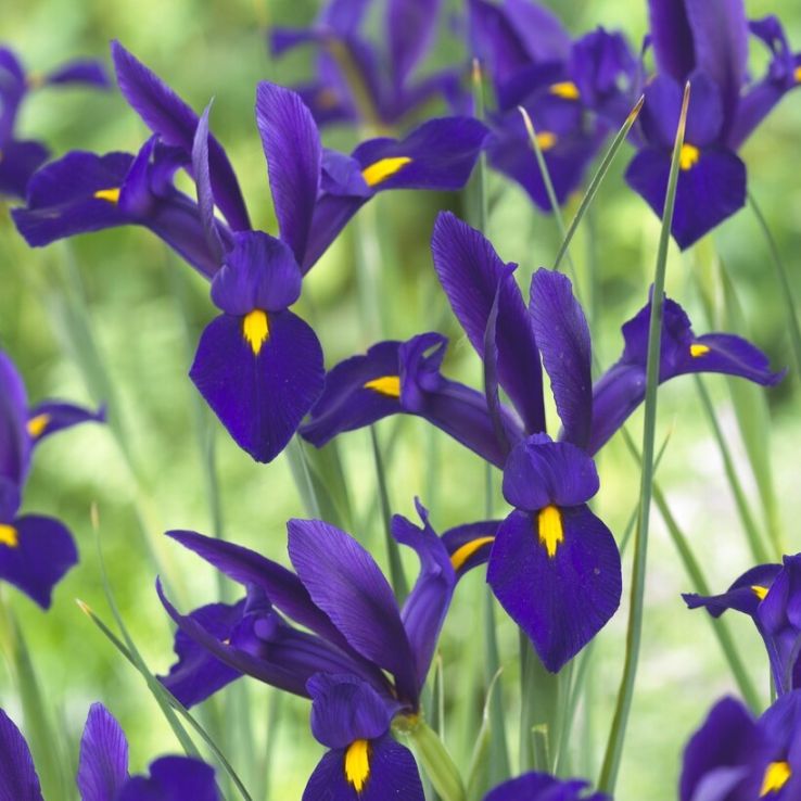 Dutch Iris Valentine- Pack of 10 Bulbs main product photo
