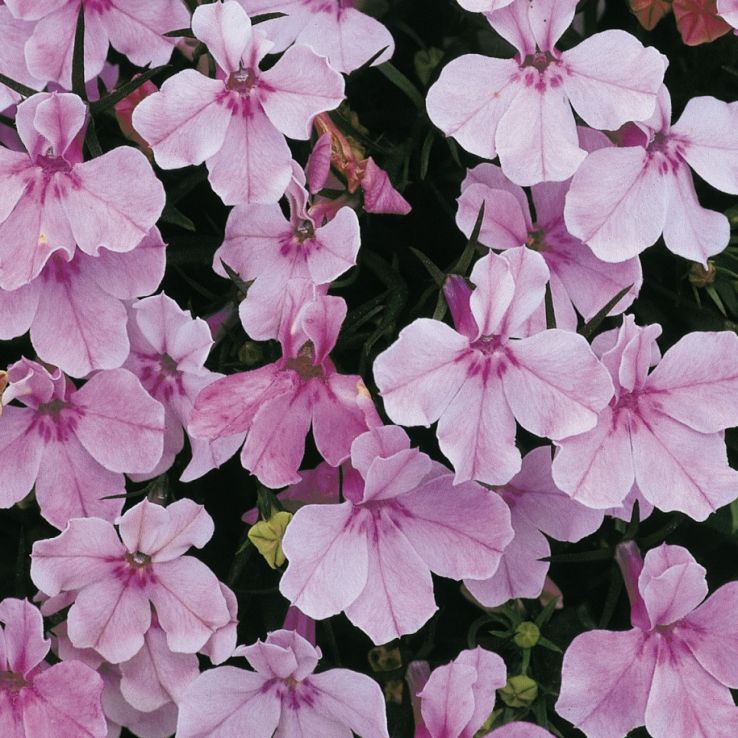 Lobelia erinus Riviera Lilac main product photo