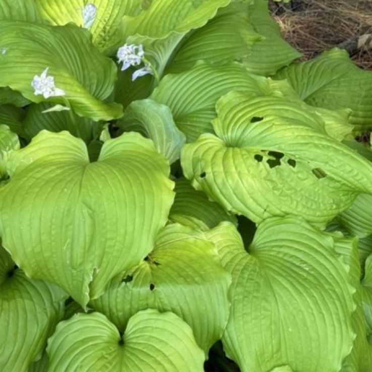 Hosta Dancing Queen main product photo