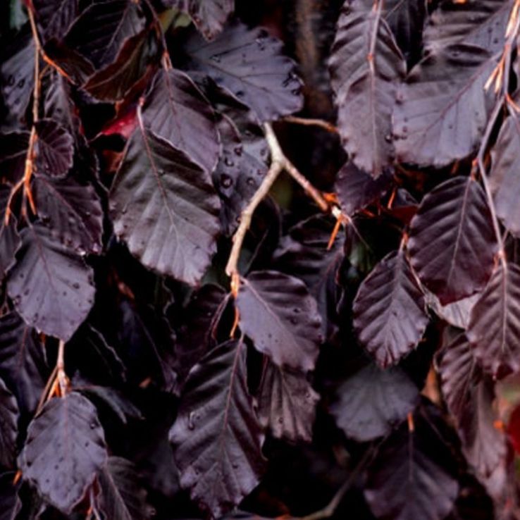 Fagus sylvatica purpurea pendula 'Purple Fountain' - Weeping Copper Purple  Beech Tree - circa 150-180cm tall