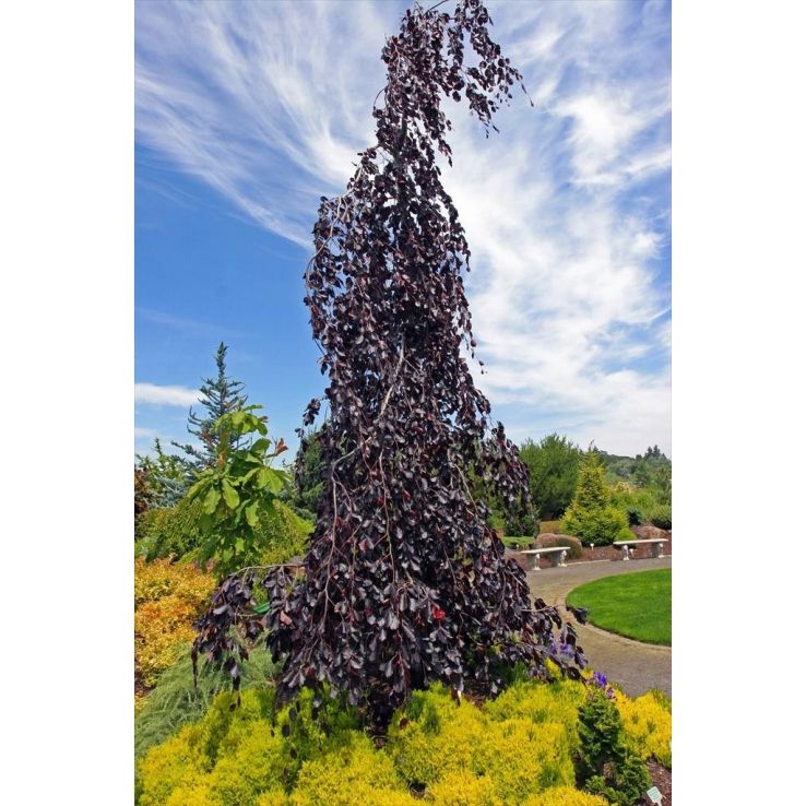 Fagus Sylvatica Purpurea Pendula 'Purple Fountain' - Weeping Copper Purple  Beech Tree - Circa 2m Tall