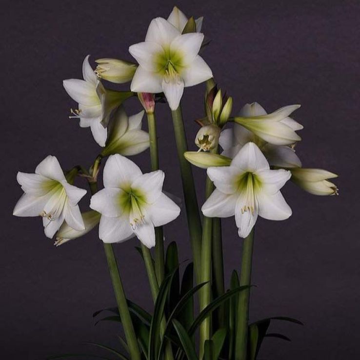 Multiflora Amaryllis White Garden main product photo
