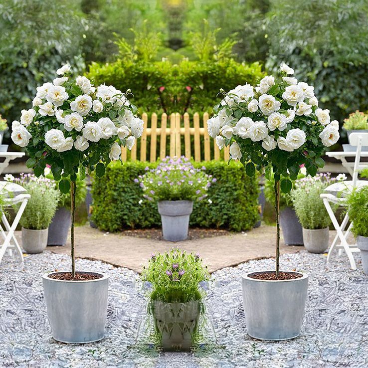 Pair of Patio Standard WHITE Flowering Garden Rose Trees circa 100cm tall - In Bud & Bloom main product photo