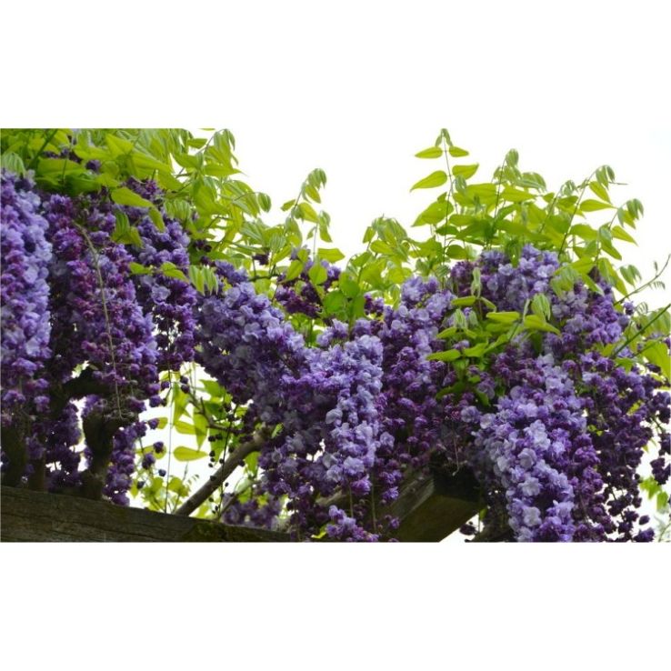 Wisteria floribunda Violacea Plena - Black Dragon - Large Specimen Plant  5-6ft