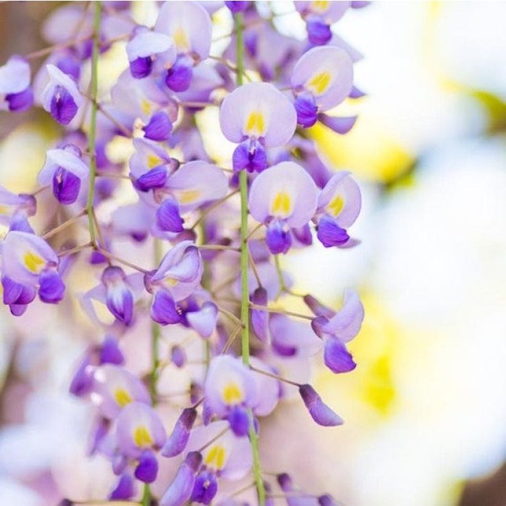 Wisteria floribunda Domino 'Issai'