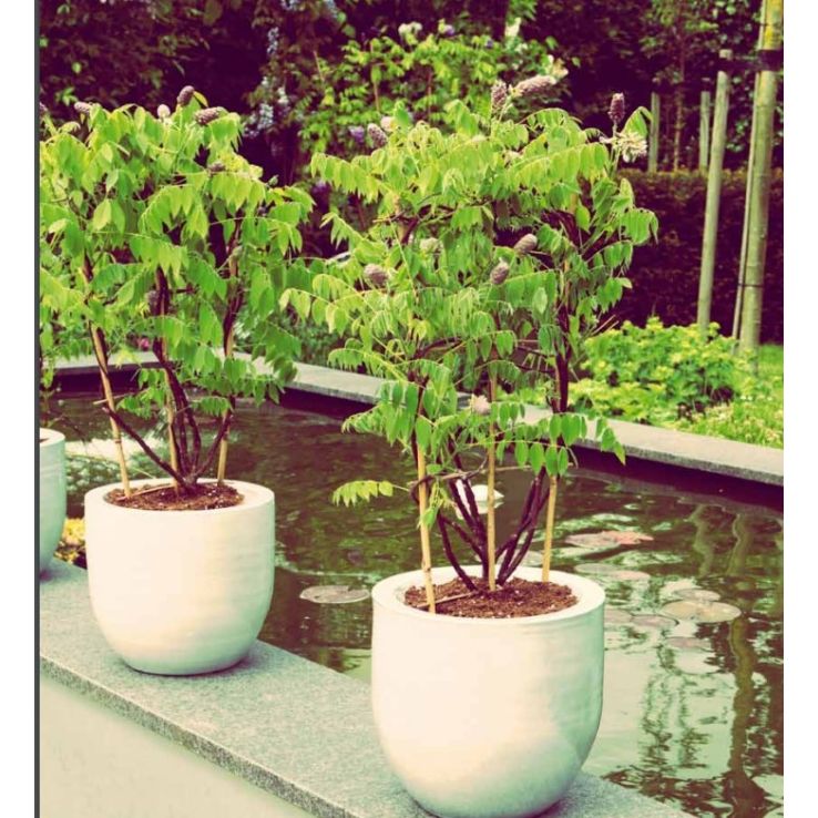 Wisteria frutescens ''Amethyst Falls'' - Dwarf Wisteria Trained on a Trellis