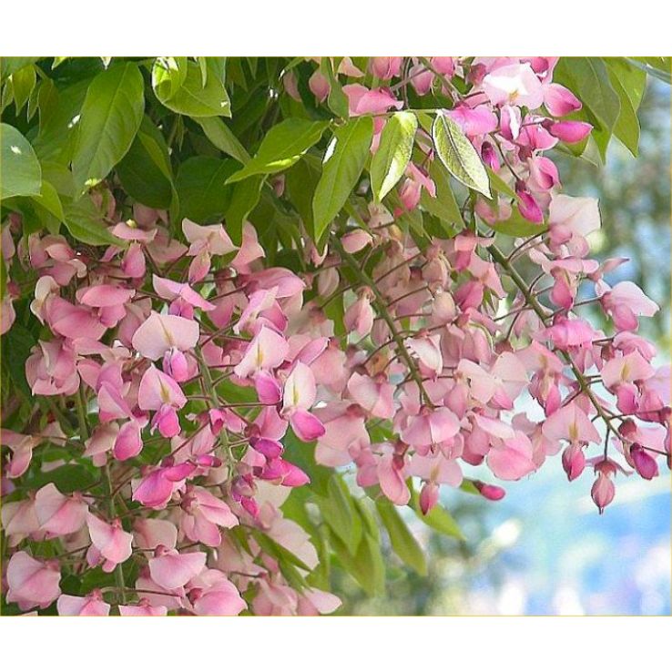 Wisteria brachybotrys Shiro beni - Pink Ice Japanese Wisteria - Large  Specimen Plant 5-6ft