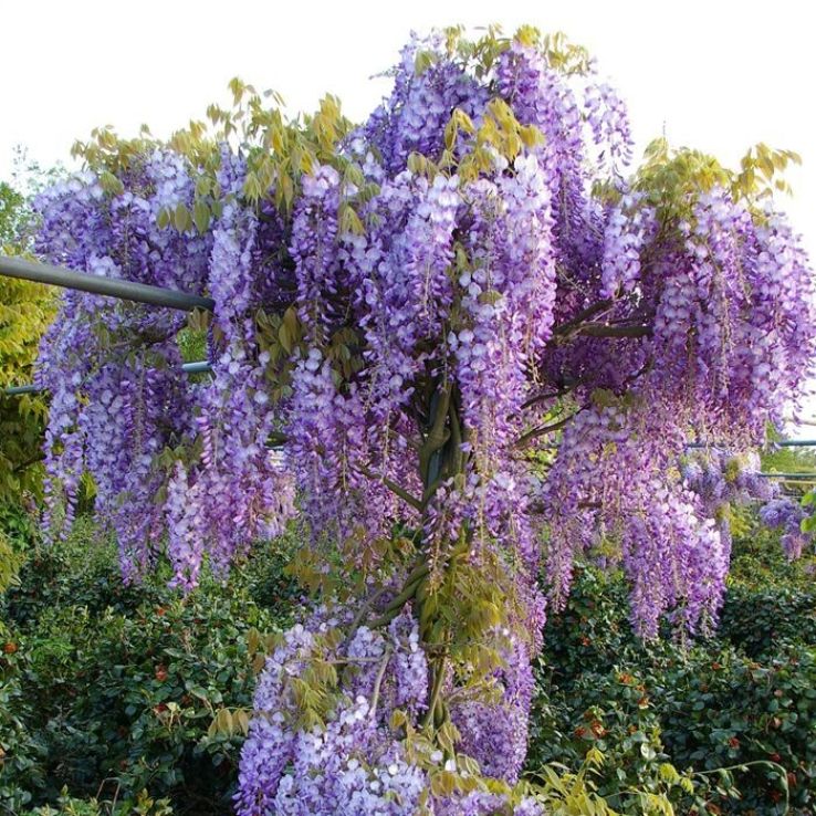 Wisteria sinensis Prolific - Blue Climbing Wisteria circa 5-6ft main product photo