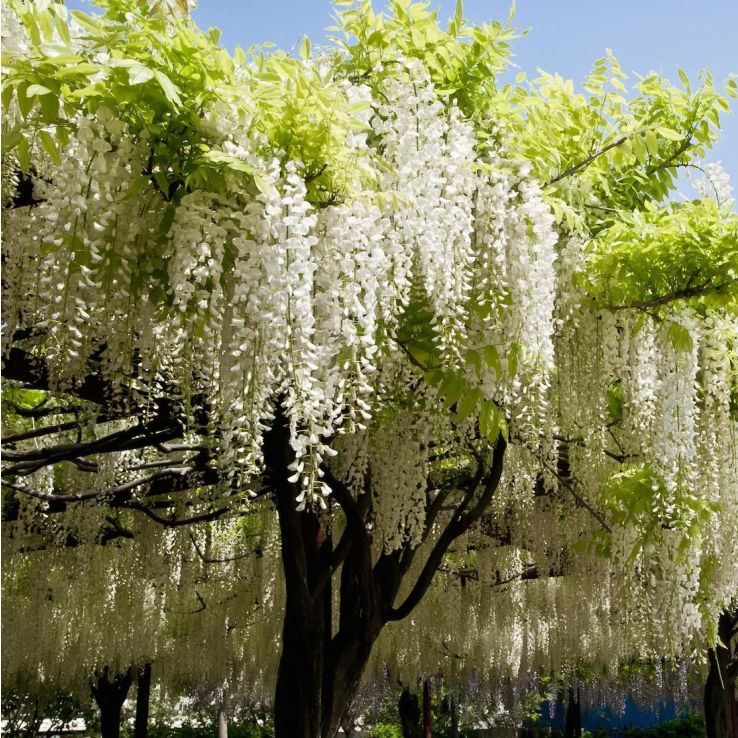 Wisteria floribunda Longissima Alba - Shiro Noda - Rare White Japanese  Wisteria - circa 100-120cm