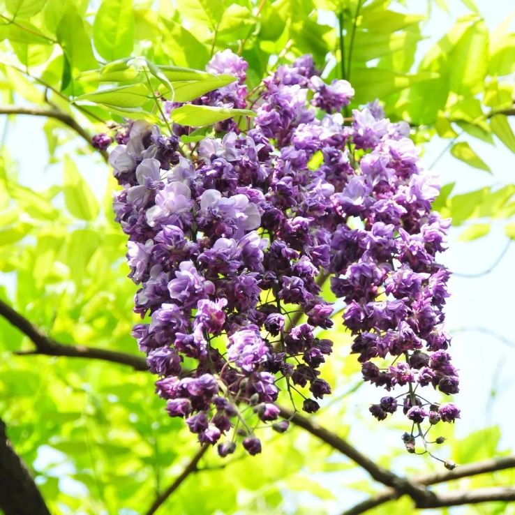 Wisteria floribunda Violacea Plena - Black Dragon - Large Specimen Plant  5-6ft