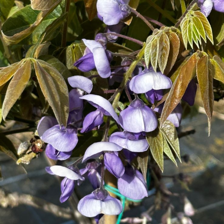 Wisteria brachybotrys Golden King - circa 5-6ft main product photo