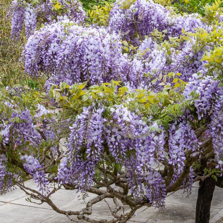 Wisteria Caroline - Large Specimen Plant - circa 150-180cm (6ft)