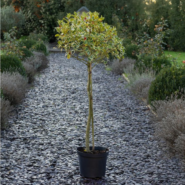 Gorgeous LARGE Variegated Holly Tree Standard - Ilex argentea marginata - circa 140-160cm tall main product photo