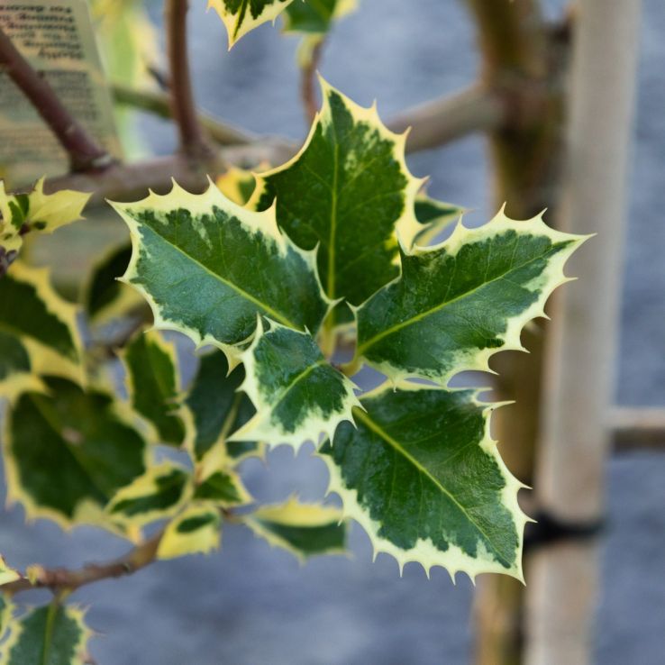 Gorgeous LARGE Variegated Holly Tree Standard - Ilex argentea marginata -  circa 140-160cm tall