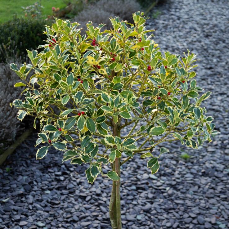 Gorgeous LARGE Variegated Holly Tree Standard - Ilex argentea marginata - circa 140-160cm tall main product photo