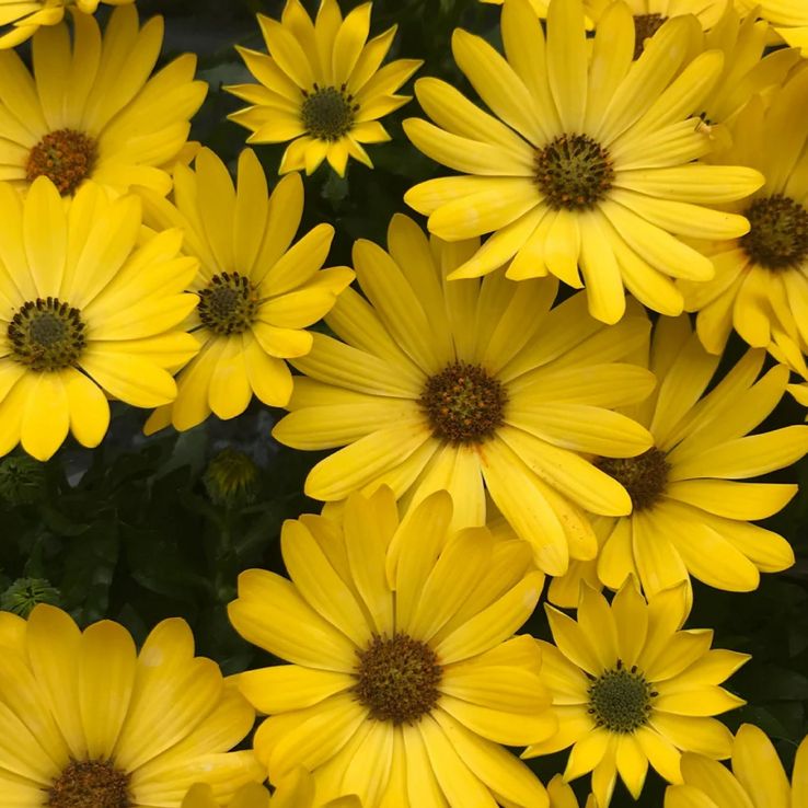 Osteospermum Daisy - Sunny Sunset Shades main product photo