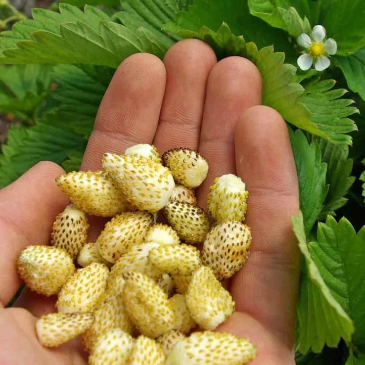 Strawberry Plant 'Yellow Wonder' - Tropical Pineapple Flavoured Alpine Strawberry main product photo