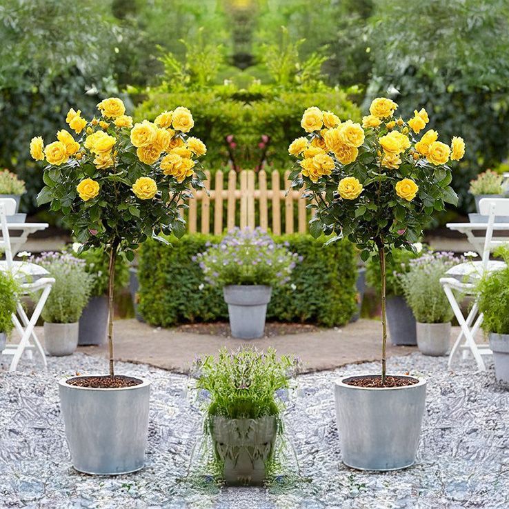 Pair of Patio Standard YELLOW Flowering Garden Rose Trees circa 100cm tall - In Bud & Bloom main product photo