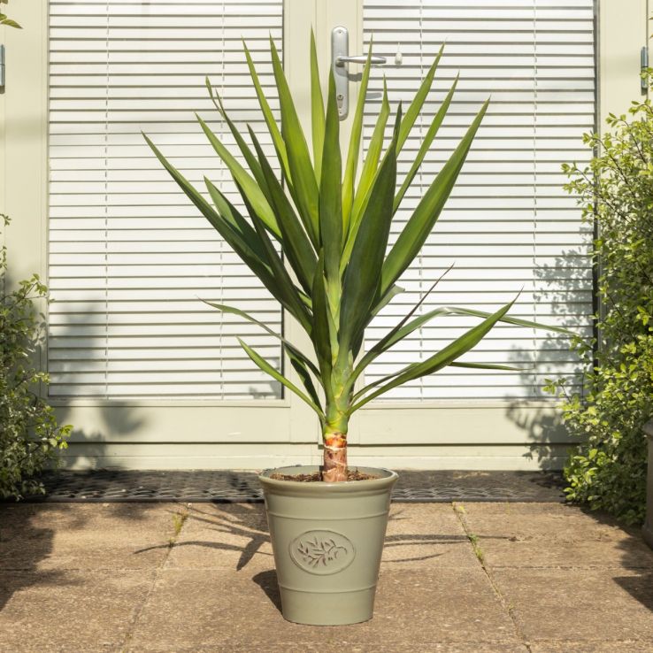 Yucca Elephantipes - Patio Palm Tree - circa 80cm tall main product photo