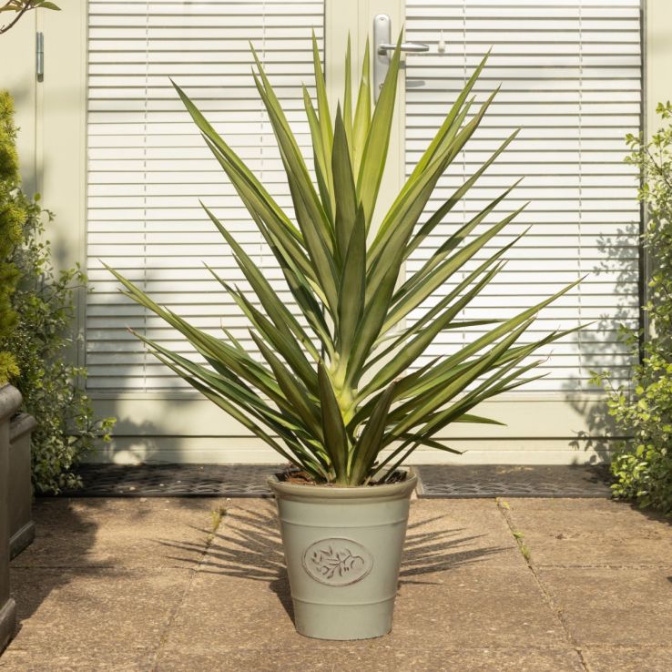 Yucca elephantipes Elmila - Palm Tree - circa 60cm tall main product photo
