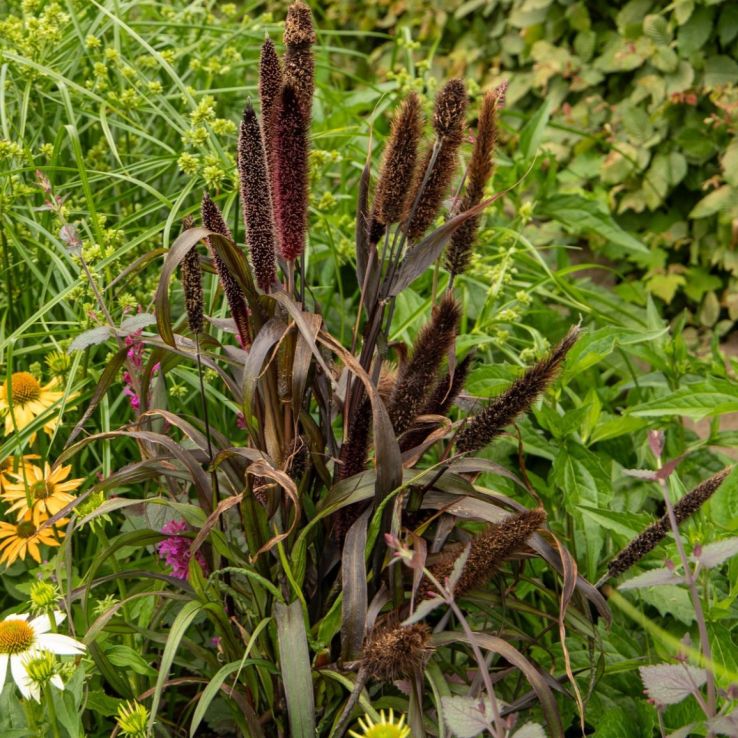 Pennisetum Glaucum 'Inky' main product photo