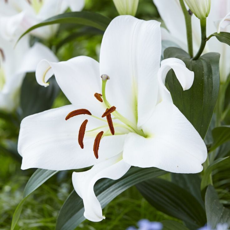 Lilium Oriental Zambesi - Pack of THREE Lily Bulbs main product photo