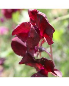 Sweet Pea Plant Spencer 'Beaujolais'