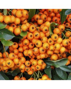 Pyracantha Orange Glow - Firethorn