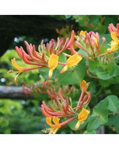 Lonicera x heckrottii Gold Flame - Goldflame Honeysuckle