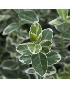 Euonymus fortunei Emerald Gaiety