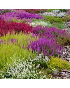 Heather Roulette - Lucky Dip Heather Plant - In Bud & Bloom