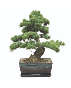 Grow your Own Bonsai Tree Kit - Stone Pine