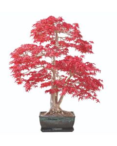 Grow Your Own Bonsai Tree Sweet Gum